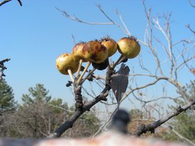 08-1110 Ahlat(1).JPG